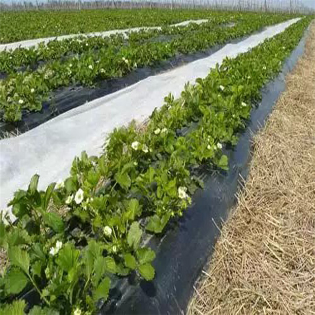 17-30gsm UV 无纺布农业覆盖 Pp 纺粘抓绒地面覆盖织物