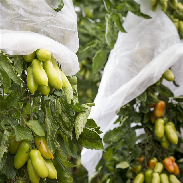 防1-3％Uv Pp无纺布水果控制保护袋，Tnt聚丙烯无纺布水果保护袋